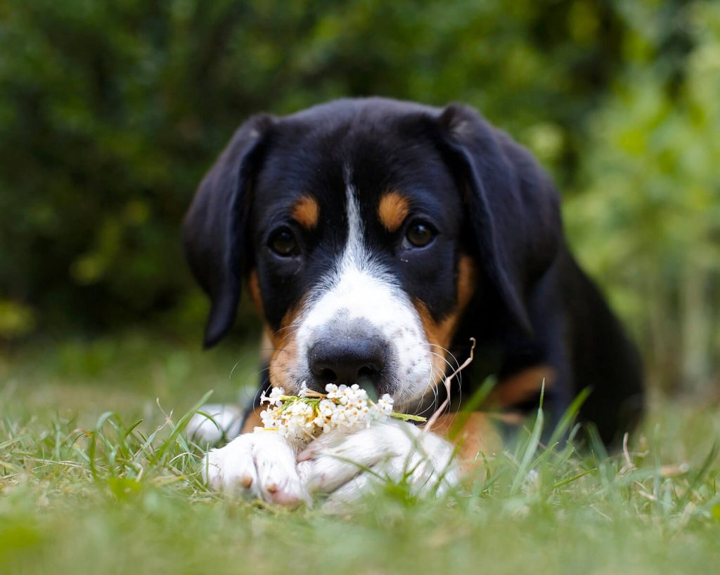 Entlebucher puppy lying on the grass