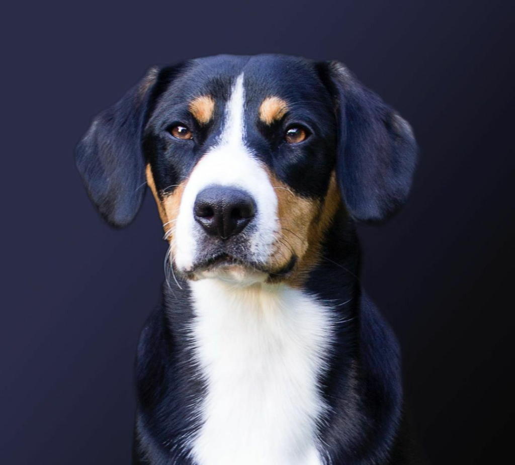 Portrait of an Entlebucher on a dark background