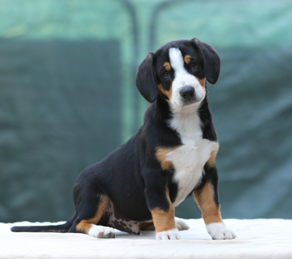 Entlebucher with a mountain lake in the background
