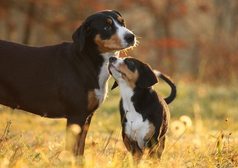 Adult Entlebucher with a puppy on a walk