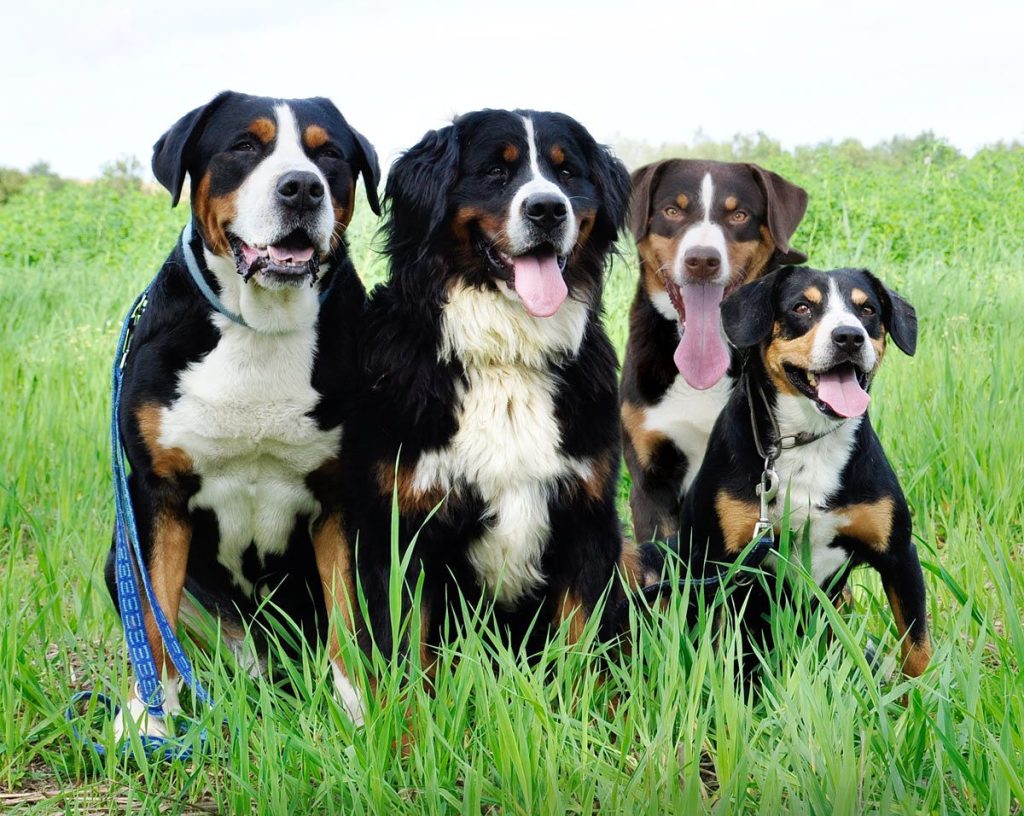 Four Swiss Mountain Dogs