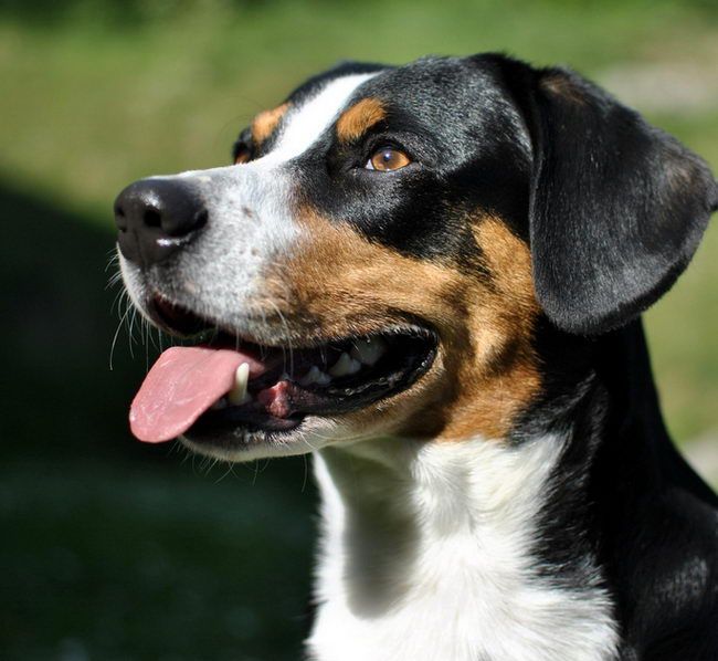 Entlebucher against a green background
