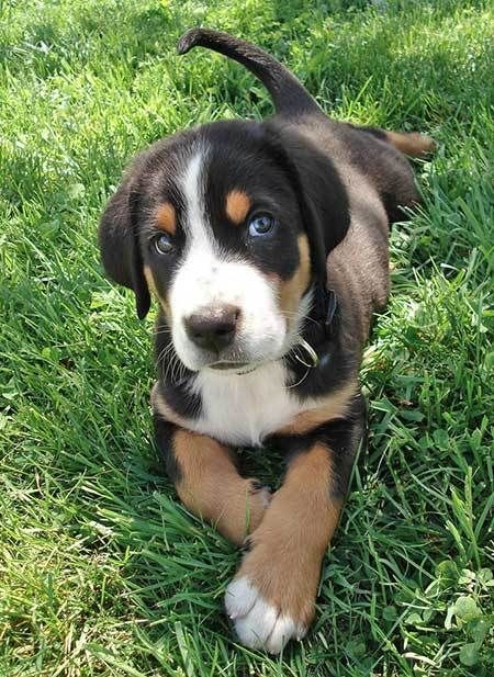 Entlebucher puppy on the grass