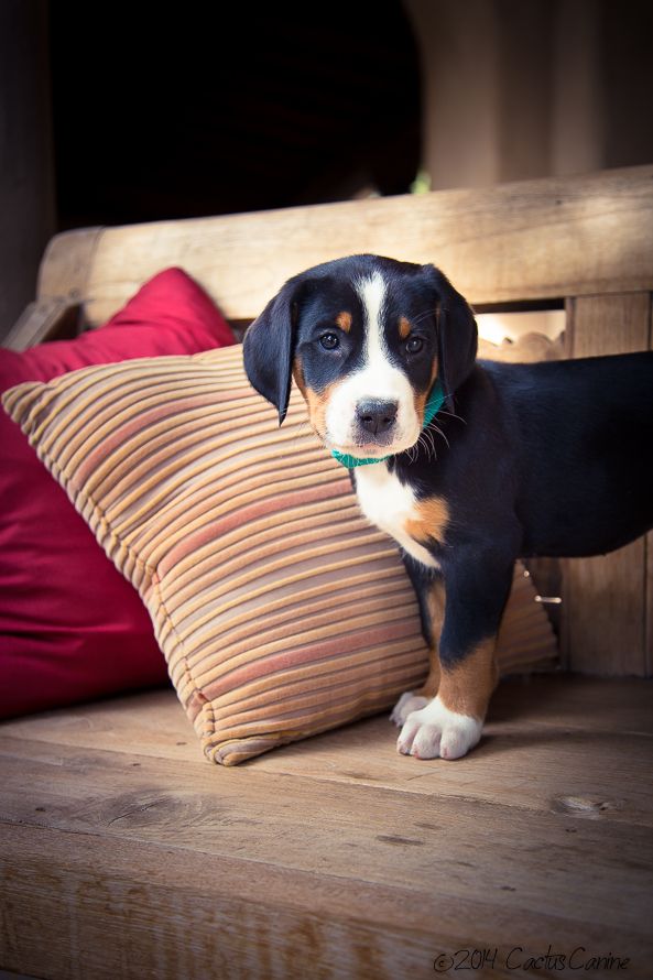 Entlebucher puppy on the sofa