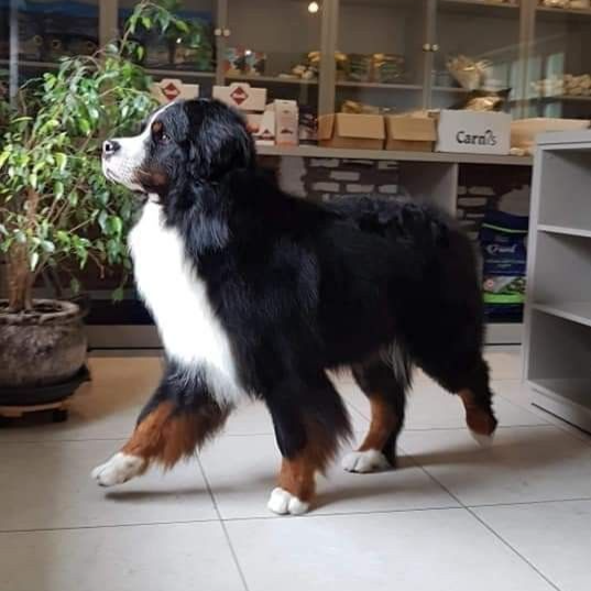 Bernese Mountain Dog indoors