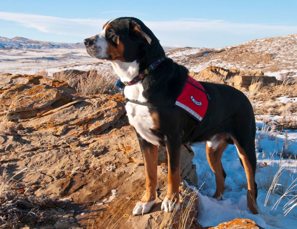 Greater Swiss Mountain Dog on a mountain walk
