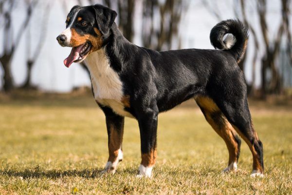 Appenzeller Mountain Dog on the grass