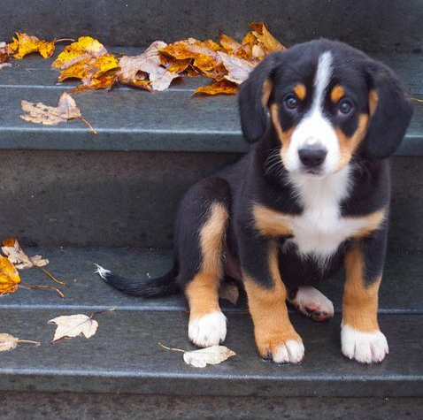 Entlebucher puppy on steps with autumn leaves