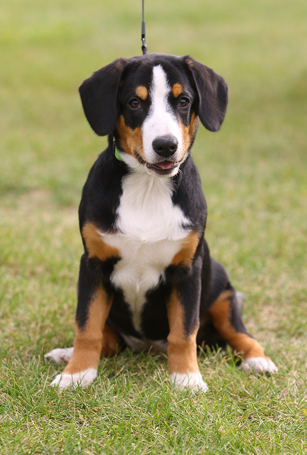 Kennel dog